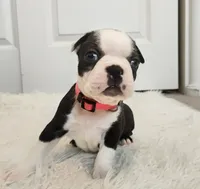 Pink, a female Boston Terrier for sale in Phoenix, AZ – 4 of 10