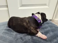 Purple, a female Boston Terrier for sale in Phoenix, AZ – 5 of 7