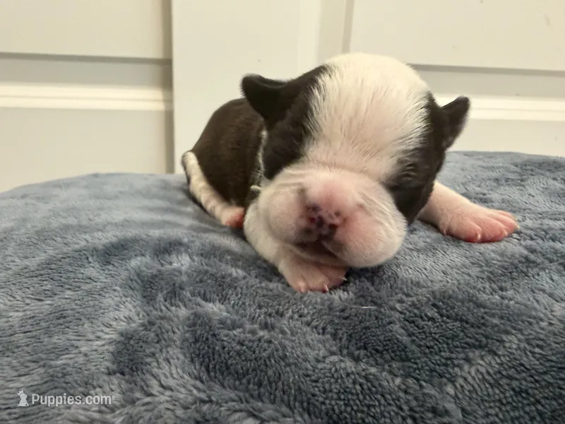 Green – Boston Terrier puppy for sale in Phoenix, AZ
