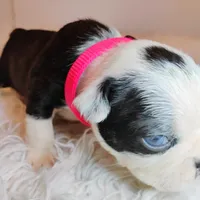 Pink, a female Boston Terrier for sale in Phoenix, AZ – 8 of 10