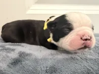 Yellow, a male Boston Terrier for sale in Phoenix, AZ – 3 of 8