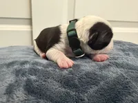 Green, a female Boston Terrier for sale in Phoenix, AZ – 4 of 5