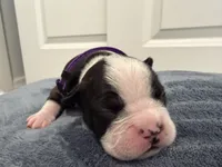 Purple, a female Boston Terrier for sale in Phoenix, AZ – 2 of 7