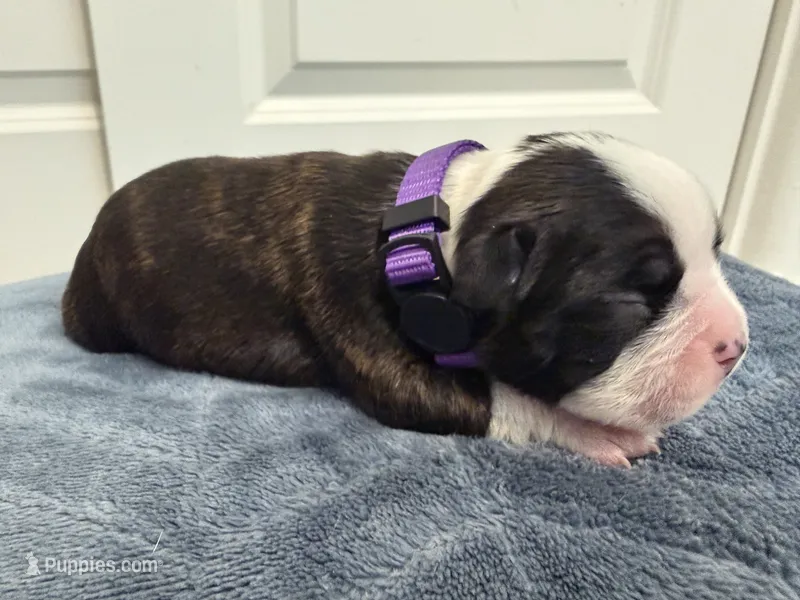 Purple – Boston Terrier puppy for sale in Phoenix, AZ
