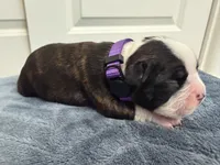 Purple, a female Boston Terrier for sale in Phoenix, AZ – 1 of 7