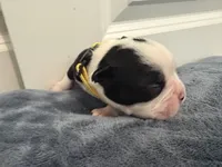 Yellow, a male Boston Terrier for sale in Phoenix, AZ – 7 of 8