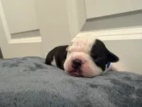 Blue, a male Boston Terrier for sale in Phoenix, AZ – 4 of 6
