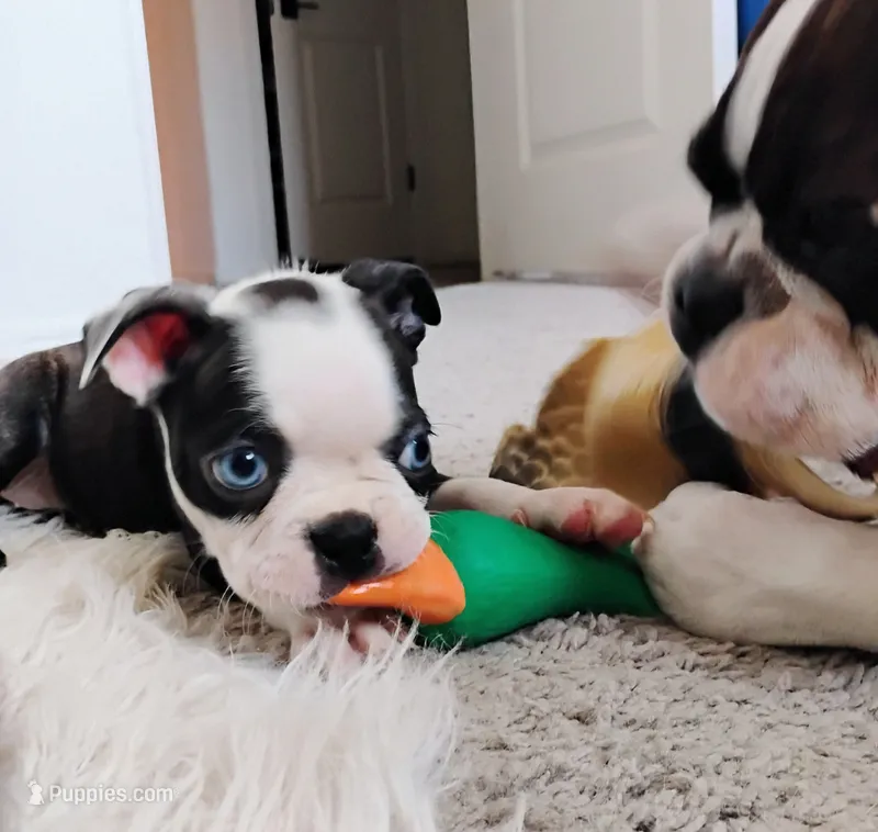 Pink – Boston Terrier puppy for sale in Phoenix, AZ