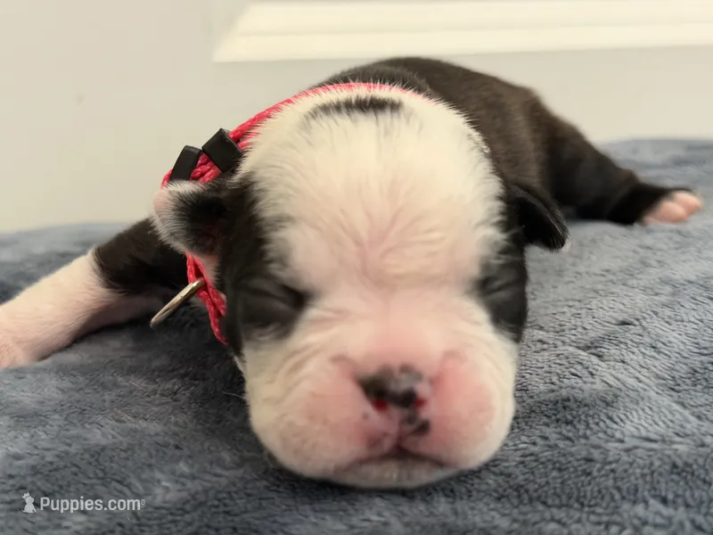 Pink – Boston Terrier puppy for sale in Phoenix, AZ