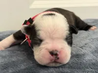 Pink, a female Boston Terrier for sale in Phoenix, AZ – 1 of 6