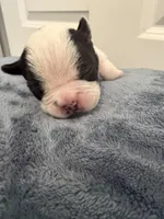 Green, a female Boston Terrier for sale in Phoenix, AZ – 5 of 5