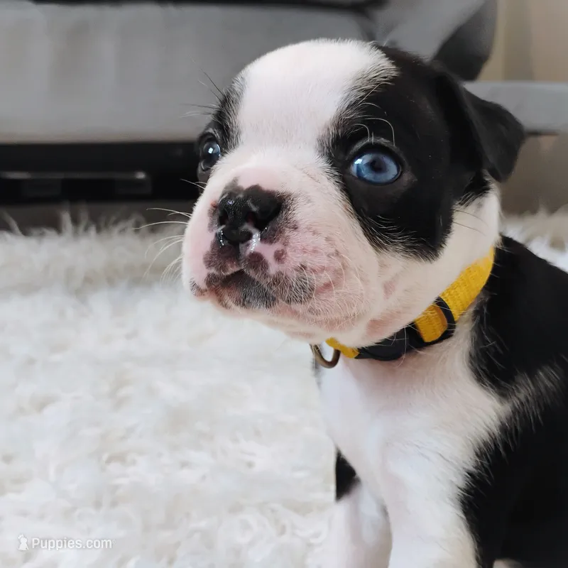 Yellow – Boston Terrier puppy for sale in Phoenix, AZ