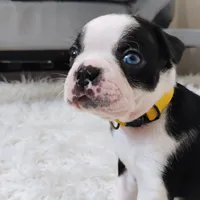 Yellow, a male Boston Terrier for sale in Phoenix, AZ – 2 of 10