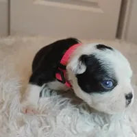 Pink, a female Boston Terrier for sale in Phoenix, AZ – 6 of 10