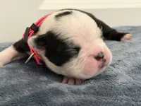 Pink, a female Boston Terrier for sale in Phoenix, AZ – 6 of 6