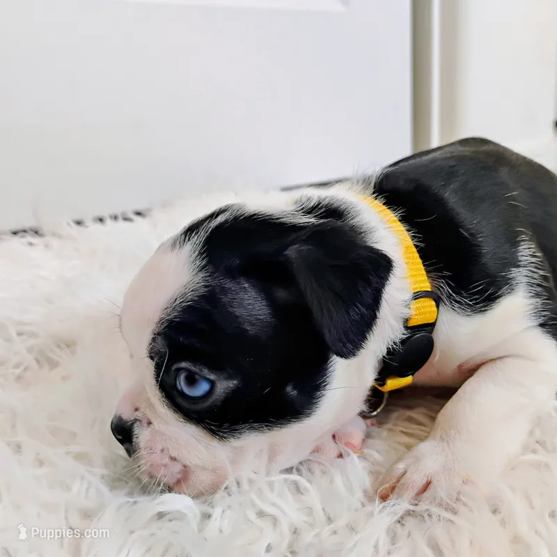 Yellow – Boston Terrier puppy for sale in Phoenix, AZ