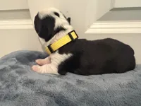 Yellow, a male Boston Terrier for sale in Phoenix, AZ – 2 of 8