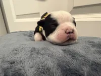 Yellow, a male Boston Terrier for sale in Phoenix, AZ – 5 of 8