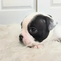 Green, a female Boston Terrier for sale in Phoenix, AZ – 4 of 10