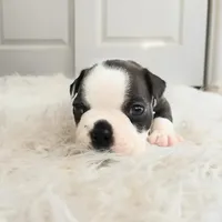 Grey, a male Boston Terrier for sale in Phoenix, AZ – 4 of 5