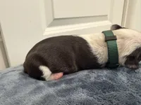 Green, a female Boston Terrier for sale in Phoenix, AZ – 2 of 5