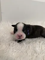 Purple, a female Boston Terrier for sale in Phoenix, AZ – 3 of 7