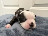 Grey, a male Boston Terrier for sale in Phoenix, AZ – 3 of 6