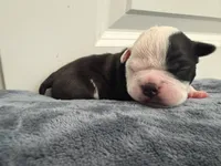 Blue, a male Boston Terrier for sale in Phoenix, AZ – 5 of 6
