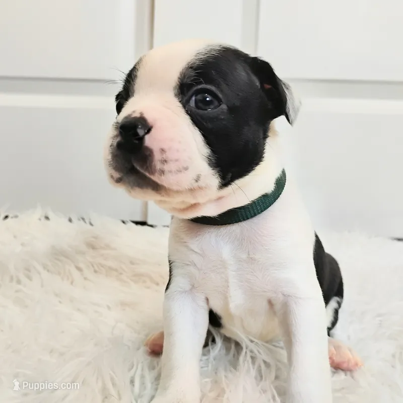 Green – Boston Terrier puppy for sale in Phoenix, AZ