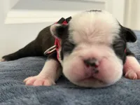 Pink, a female Boston Terrier for sale in Phoenix, AZ – 5 of 6