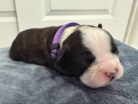Purple, a female Boston Terrier for sale in Phoenix, AZ – 4 of 7