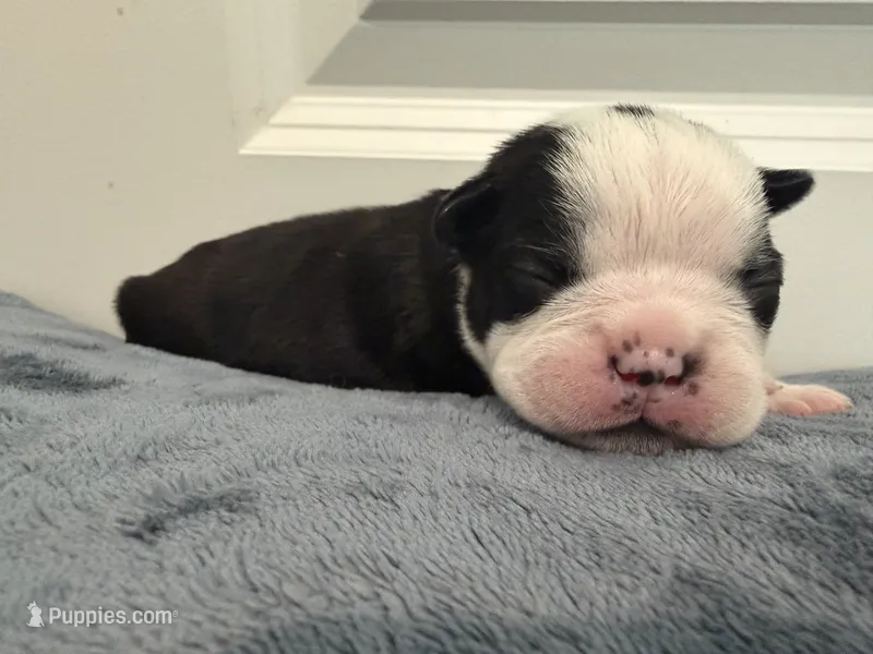 Yellow – Boston Terrier puppy for sale in Phoenix, AZ