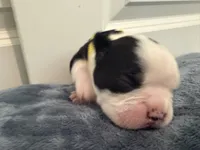 Yellow, a male Boston Terrier for sale in Phoenix, AZ – 8 of 8