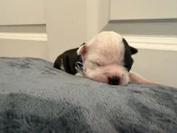 Blue, a male Boston Terrier for sale in Phoenix, AZ – 3 of 6