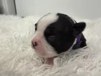Purple, a female Boston Terrier for sale in Phoenix, AZ – 6 of 7