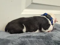 Blue, a male Boston Terrier for sale in Phoenix, AZ – 2 of 6