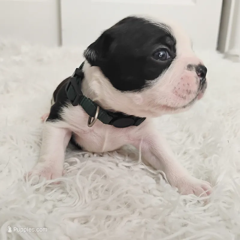 Green – Boston Terrier puppy for sale in Phoenix, AZ