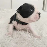 Green, a female Boston Terrier for sale in Phoenix, AZ – 1 of 10
