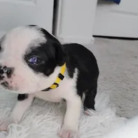 Yellow, a male Boston Terrier for sale in Phoenix, AZ – 5 of 10