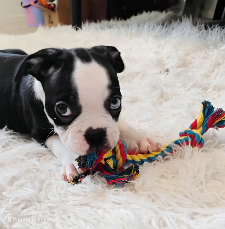 Yellow – Boston Terrier puppy for sale in Phoenix, AZ