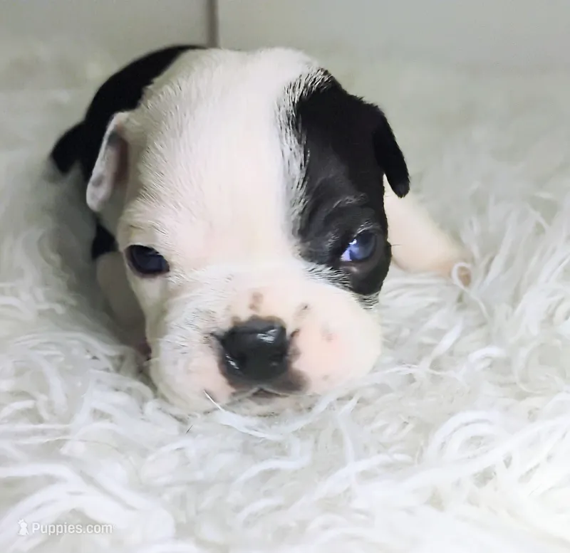 Blue – Boston Terrier puppy for sale in Phoenix, AZ