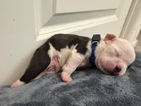 Blue, a male Boston Terrier for sale in Phoenix, AZ – 6 of 6