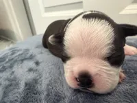 Grey, a male Boston Terrier for sale in Phoenix, AZ – 6 of 6