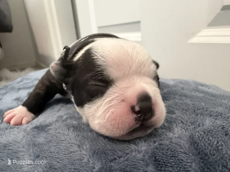 Grey – Boston Terrier puppy for sale in Phoenix, AZ