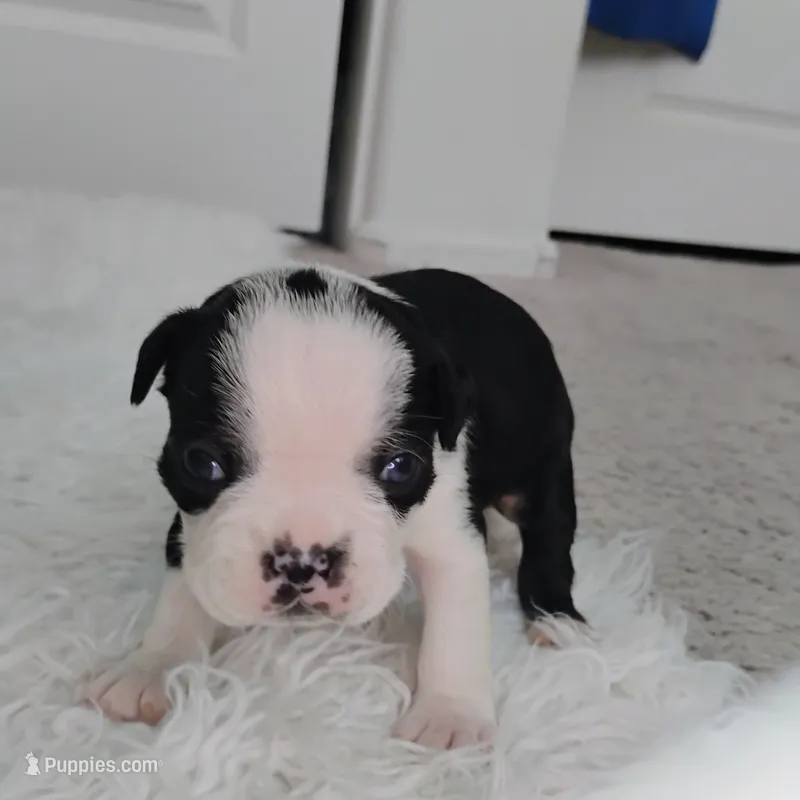 Yellow – Boston Terrier puppy for sale in Phoenix, AZ