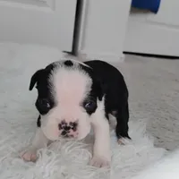 Yellow, a male Boston Terrier for sale in Phoenix, AZ – 4 of 10