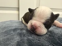 Green, a female Boston Terrier for sale in Phoenix, AZ – 3 of 5