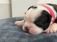 Pink, a female Boston Terrier for sale in Phoenix, AZ – 4 of 6