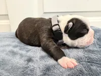 Grey, a male Boston Terrier for sale in Phoenix, AZ – 2 of 6