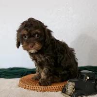 Bouser, a male Cavapoo for sale in Arthur, IL – Photo 2 of 5